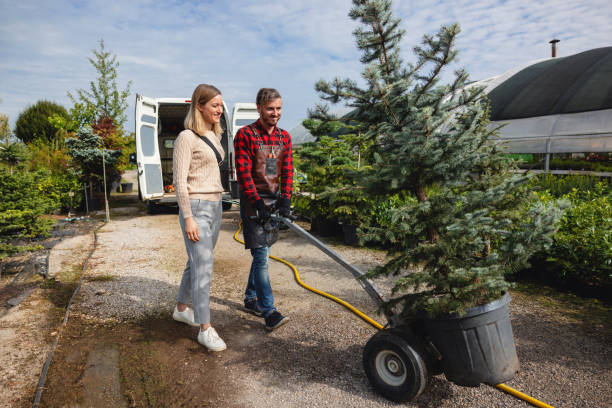 Reliable Osceola, WI Tree Service Solutions